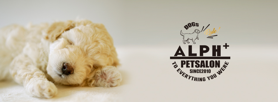 PetSalon ALPH+(ペットサロンアルフプラス)は静岡市のペット専門のお店です。トリミングはもちろん、重炭酸泉SPAを完備。ペットの事ならおまかせください！